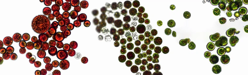 astaxanthin 3 astaxanthin 3