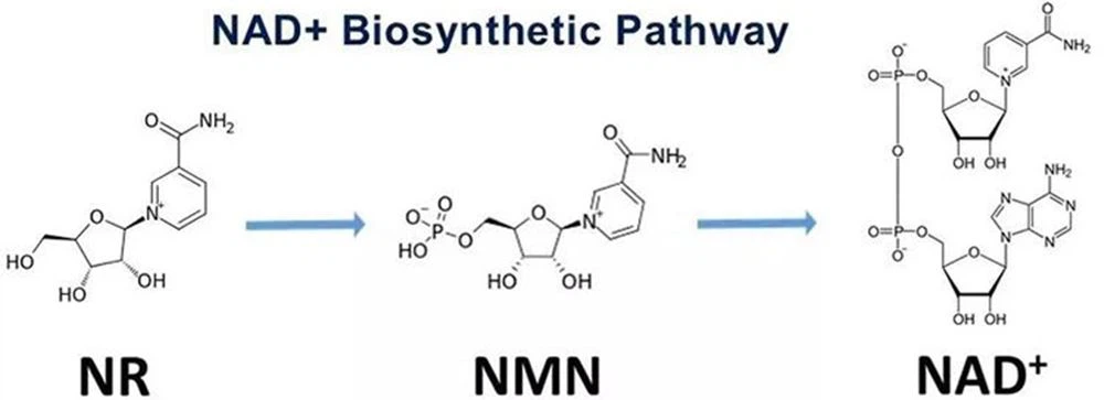β-Nicotinamide Mononucleotide nmn (4)