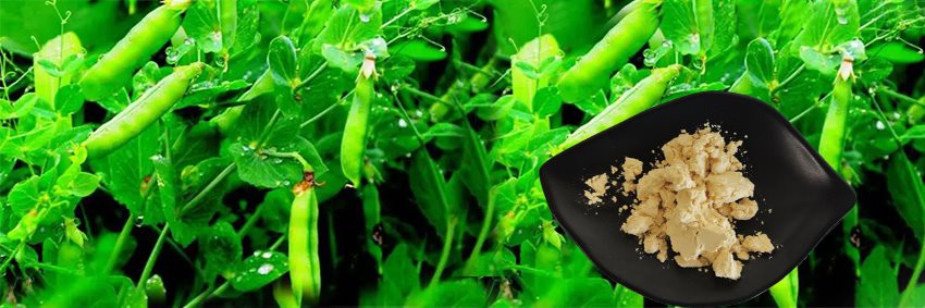 pea protein powder