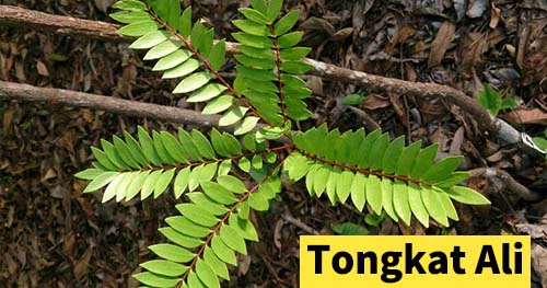 Tongkat Ali-2