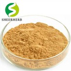 Ginkgo Biloba Özü Tozu